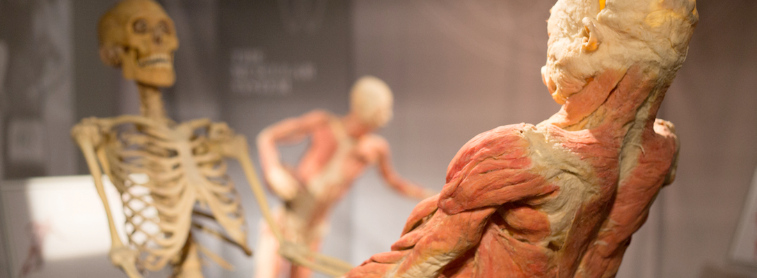 Exhibit at REAL BODIES Museum in Las Vegas